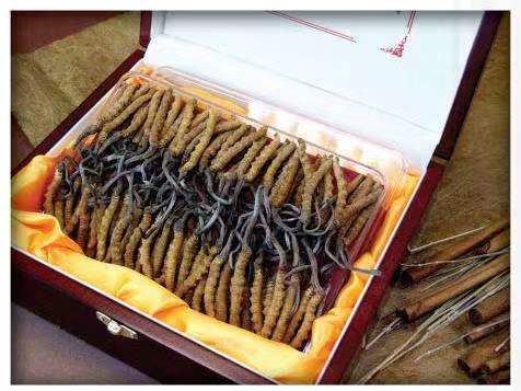 彭州冬虫夏草回收